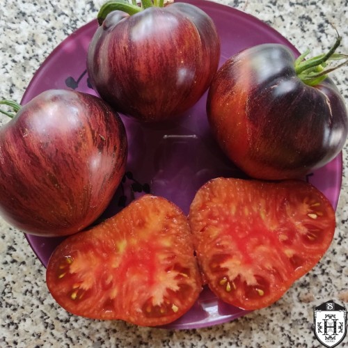 Solanum lycopersicum 'Pebel Starfigher Prime' - Harilik tomat 'Pebel Starfigher Prime' P9/0,55L